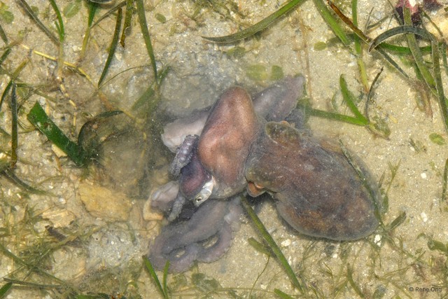 Octopus sp. "fca57d15"•&copy; Rene Ong•All Rights Reserved
