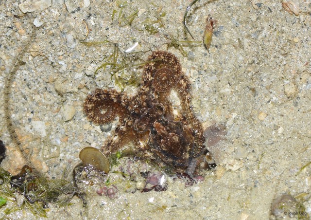 Octopus sp. "fca57d18"•&copy; Rene Ong•All Rights Reserved