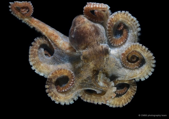 Octopus sp. "SS-4372"•&copy; CMBS photography team•All Rights Reserved