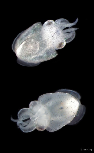 Sepiida sp. "Cuttlefish 2"•&copy; Rene Ong•All Rights Reserved