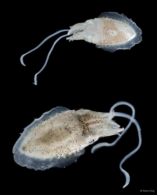 Sepiida sp. "Cuttlefish 4"•&copy; Rene Ong•All Rights Reserved