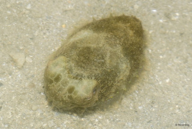 Sepiida sp. "Cuttlefish"•&copy; Rene Ong•All Rights Reserved