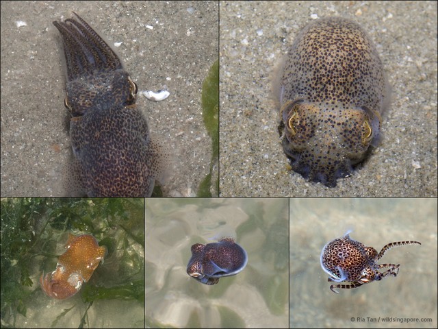 Sepiida sp. "e1bd0e81"•&copy; Ria Tan•All Rights Reserved