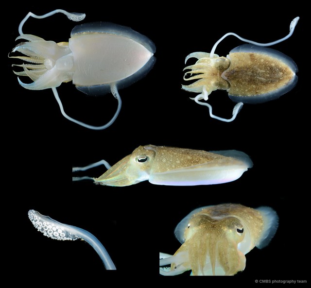 Acanthosepion recurvirostrum•&copy; CMBS photography team•All Rights Reserved