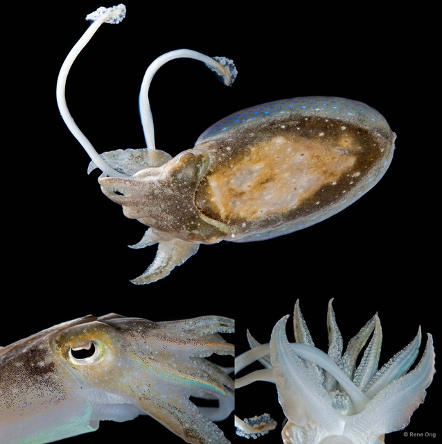 Ascarosepion latimanus•&copy; Rene Ong•All Rights Reserved