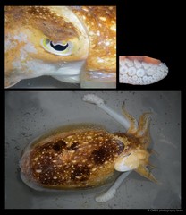 Ascarosepion latimanus•&copy; CMBS photography team•All Rights Reserved