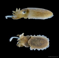 Ascarosepion latimanus•&copy; CMBS photography team•All Rights Reserved
