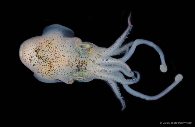 Sepiolidae sp. "2b"•&copy; CMBS photography team•All Rights Reserved