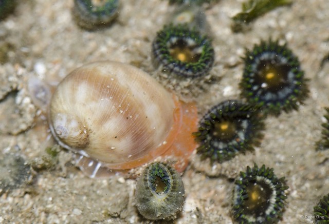 Gastropoda sp. "21b13144"•&copy; Rene Ong•All Rights Reserved
