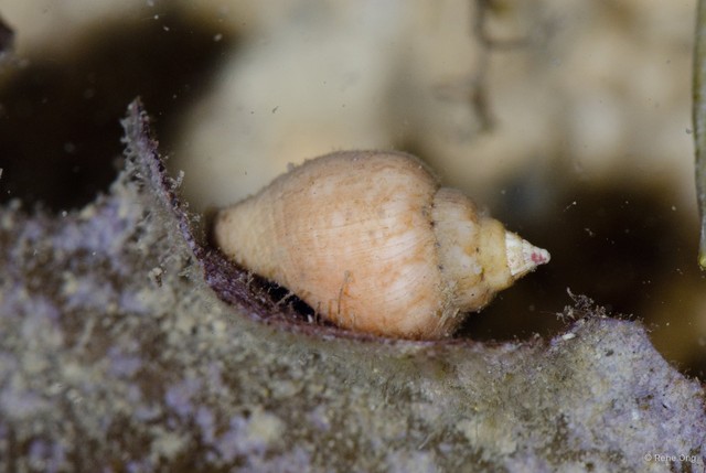 Gastropoda sp. "21b13156"•&copy; Rene Ong•All Rights Reserved