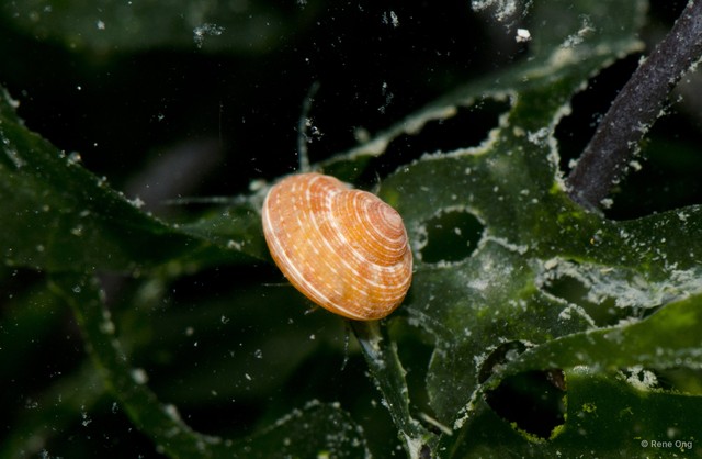 Gastropoda sp. "21b13159"•&copy; Rene Ong•All Rights Reserved