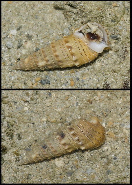 Gastropoda sp. "21b1315f"•&copy; Rene Ong•All Rights Reserved