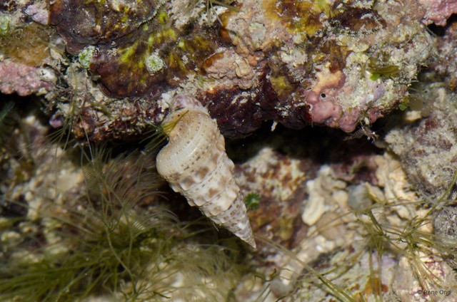 Gastropoda sp. "21b13162"•&copy; Rene Ong•All Rights Reserved