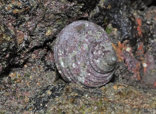 Gastropoda sp. "912ca8a6"•&copy; Rene Ong•All Rights Reserved