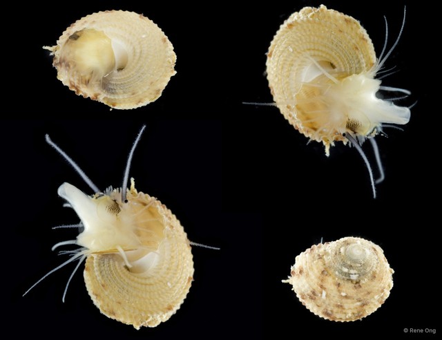 Gastropoda sp. "ARM-0618"•&copy; Rene Ong•All Rights Reserved