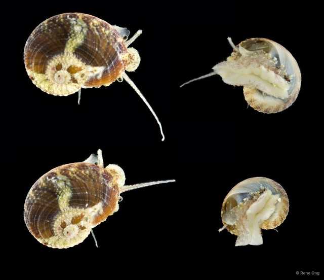 Gastropoda sp. "ARM-0791"•&copy; Rene Ong•All Rights Reserved