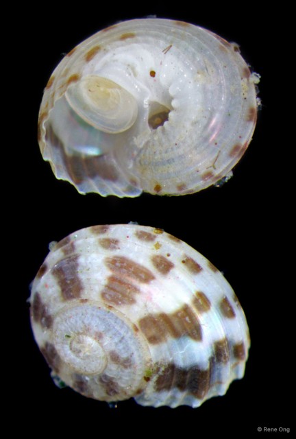 Gastropoda sp. "ARM-0795"•&copy; Rene Ong•All Rights Reserved