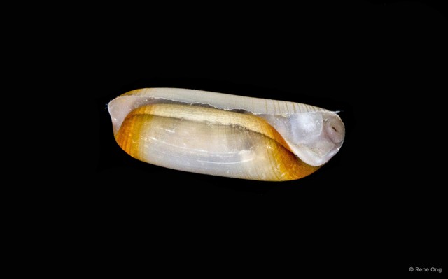 Gastropoda sp. "Bubble snail"•&copy; Rene Ong•All Rights Reserved