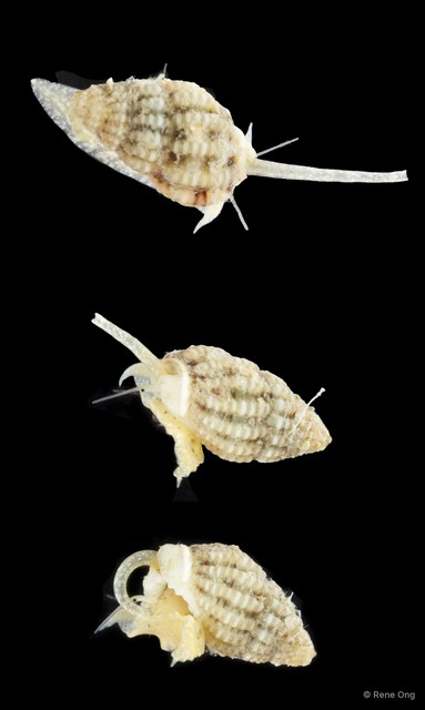 Gastropoda sp. "Gastropod 10"•&copy; Rene Ong•All Rights Reserved