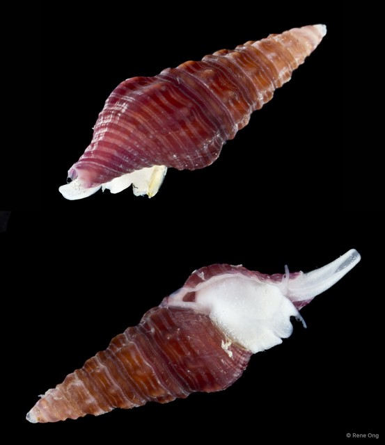 Gastropoda sp. "Gastropod 13"•&copy; Rene Ong•All Rights Reserved