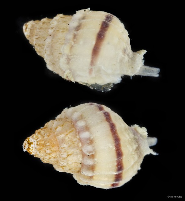 Gastropoda sp. "Gastropod 14"•&copy; Rene Ong•All Rights Reserved