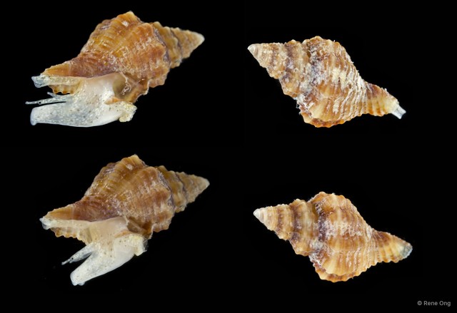 Gastropoda sp. "Gastropod 15"•&copy; Rene Ong•All Rights Reserved