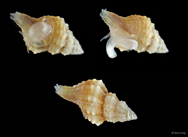 Gastropoda sp. "Gastropod 16"•&copy; Rene Ong•All Rights Reserved