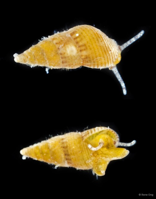 Gastropoda sp. "Gastropod 17"•&copy; Rene Ong•All Rights Reserved