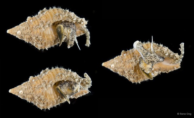 Gastropoda sp. "Gastropod 2"•&copy; Rene Ong•All Rights Reserved