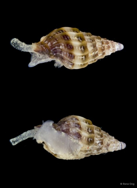 Gastropoda sp. "Gastropod 5a"•&copy; Rene Ong•All Rights Reserved