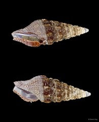 Gastropoda sp. "Gastropod 6"