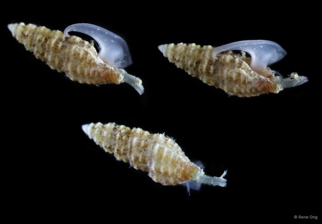 Gastropoda sp. "Gastropod 7a"•&copy; Rene Ong•All Rights Reserved
