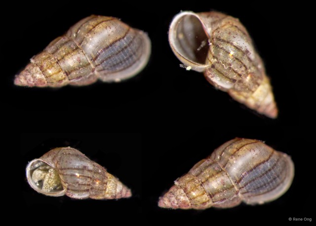 Gastropoda sp. "Gastropod 7b"•&copy; Rene Ong•All Rights Reserved
