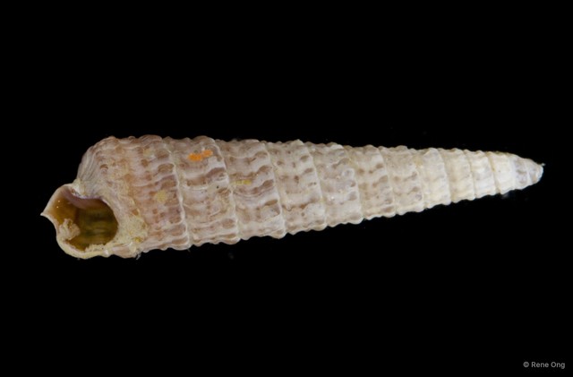 Gastropoda sp. "Gastropod 8"•&copy; Rene Ong•All Rights Reserved