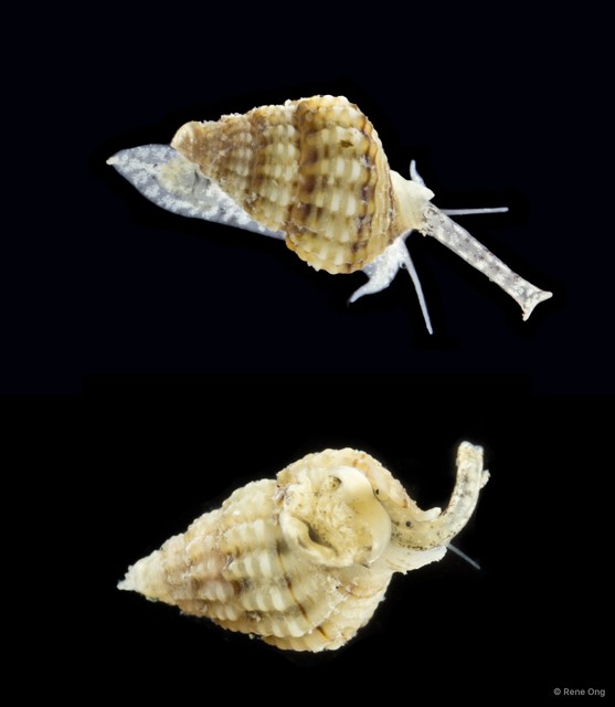 Gastropoda sp. "Gastropod 9"•&copy; Rene Ong•All Rights Reserved