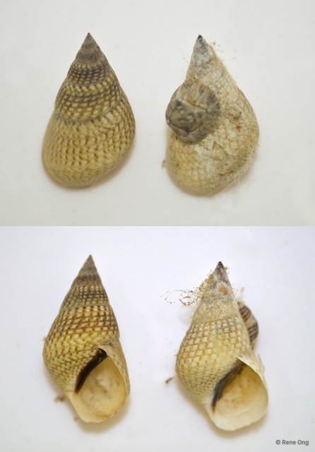 Gastropoda sp. "L"•&copy; Rene Ong•All Rights Reserved