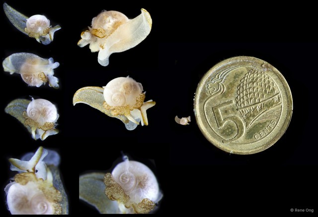 Gastropoda sp. "Micro-gastropod ARM-0271"•&copy; Rene Ong•All Rights Reserved