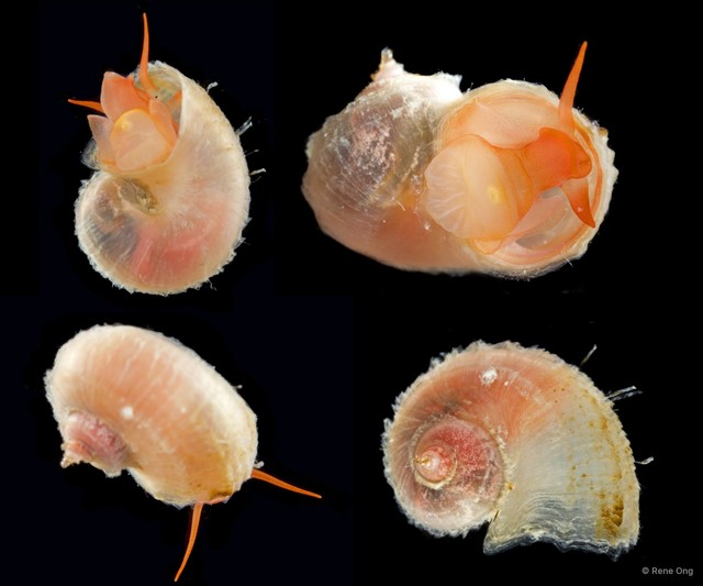 Gastropoda sp. "Micro-gastropod ARM-0617"•&copy; Rene Ong•All Rights Reserved