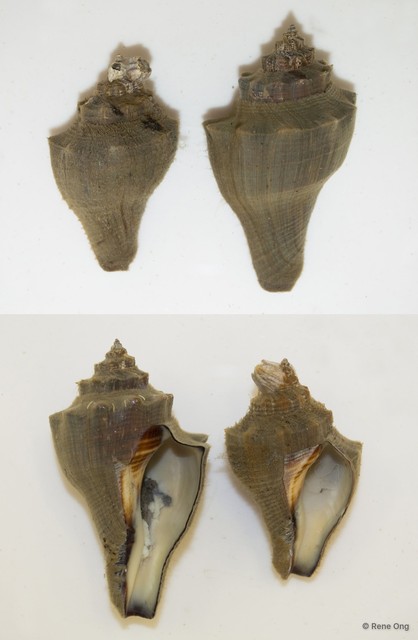 Gastropoda sp. "N"•&copy; Rene Ong•All Rights Reserved