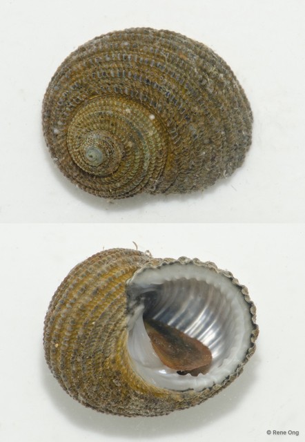 Gastropoda sp. "R"•&copy; Rene Ong•All Rights Reserved