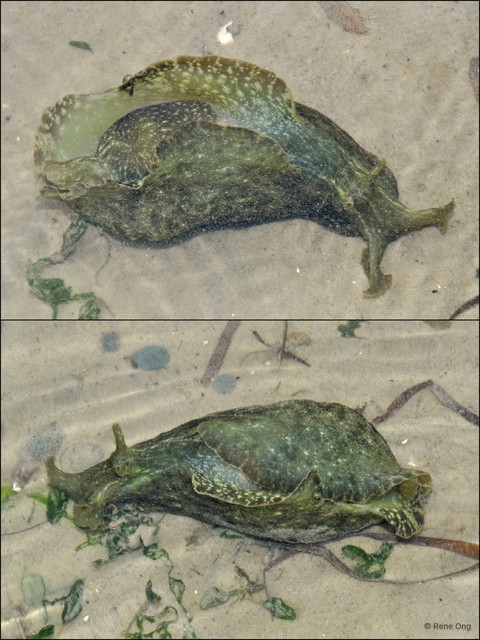 Aplysiidae sp. "Sea hare 1"•&copy; Rene Ong•All Rights Reserved