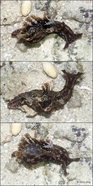 Aplysiidae sp. "Sea hare 2"•&copy; Rene Ong•All Rights Reserved