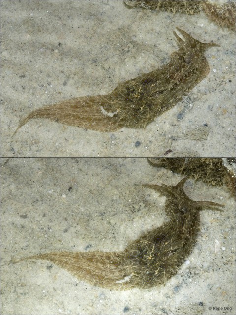 Aplysiidae sp. "Sea hare 3"•&copy; Rene Ong•All Rights Reserved