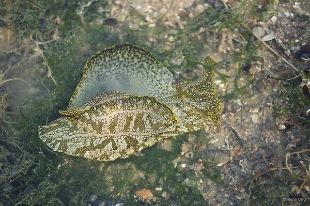 Aplysiidae sp. "Sea hare 4"•&copy; Rene Ong•All Rights Reserved