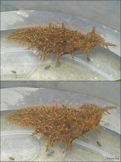 Aplysiidae sp. "Sea hare 5"•&copy; Rene Ong•All Rights Reserved