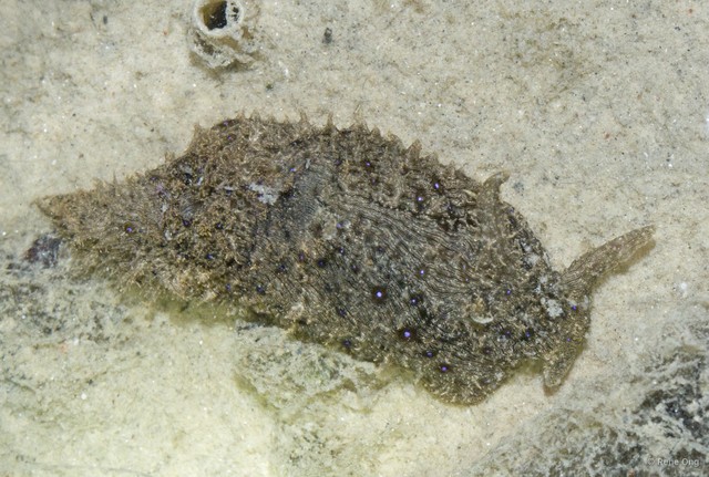 Aplysiidae sp. "Sea hare 6"•&copy; Rene Ong•All Rights Reserved