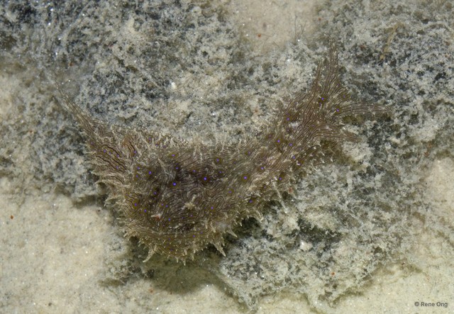Aplysiidae sp. "Sea hare 7"•&copy; Rene Ong•All Rights Reserved