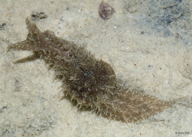 Aplysiidae sp. "Sea hare 8"•&copy; Rene Ong•All Rights Reserved