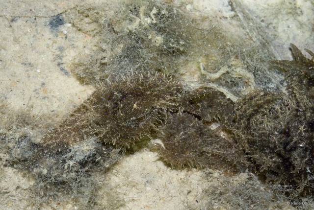 Aplysiidae sp. "Sea hare 9"•&copy; Rene Ong•All Rights Reserved