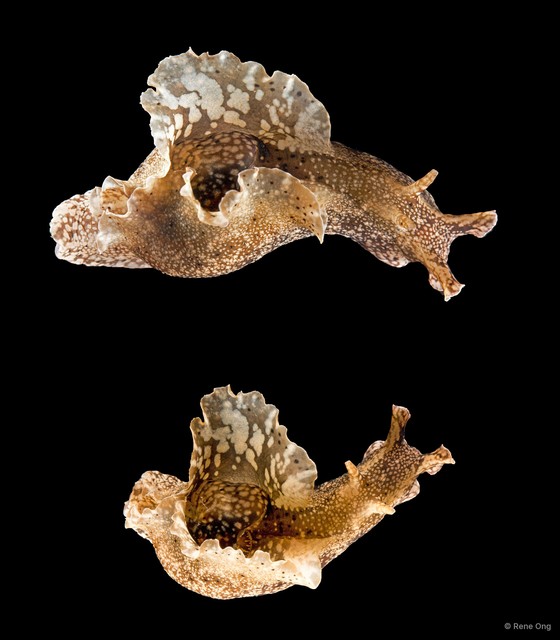 Aplysiidae sp. "Sea hare SS-1924"•&copy; Rene Ong•All Rights Reserved